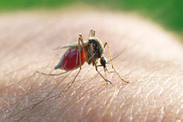 जानिए डेंगू के लक्षण | कैसे डेंगू के बुखार से बचे | Dengu ke Kya Symptom Hota hai
