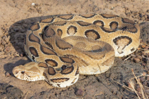 russell viper snake