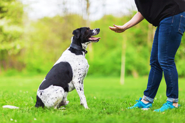 ★ कैसे एक डॉग प्रशिक्षण व्यवसाय शुरू करें : How to Become a Professional Dog Trainer